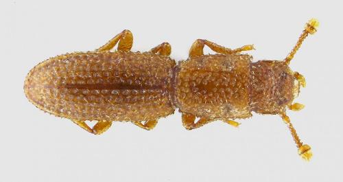 Langelandia incostata